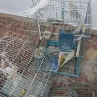 فروش ویژه عروس هلندی دستی و جفتی و تکی نر وماده|پرنده|داراب, |دیوار