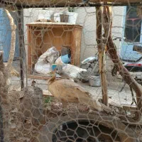 طاووس شکلاتی شانه سیاه ، اوپال و ویولت ، لیدی|پرنده|کاشمر, |دیوار