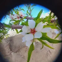 فروش-باغ-بادام