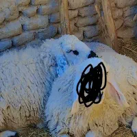 گوسفند گمشده میش