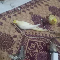 عروس هلندی لوتینو|پرنده|هشتگرد, فاز ۷ مهستان|دیوار