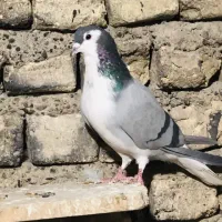 کبوتر نر دمگیر