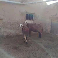 قوچ پلنگی بروجردی اصل