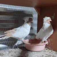 کبوتر پرستویی سالم وسلامت جفتی ۲000000تومان