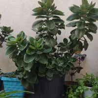 گل قاشقی|گل و گیاه طبیعی|مشهد, طبرسی شمالی|دیوار