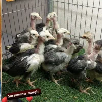 جوجه گلین گردن لخت چهل تاج و ریشو مشکی خال سوزنی|حیوانات مزرعه|خمینی‌شهر, |دیوار