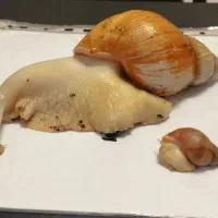 حلزون زنده بالغ|خزنده|پاکدشت, پاکدشت (مامازند)|دیوار