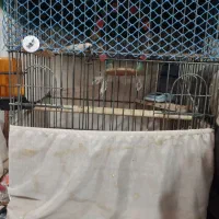 گرینچیک عروس هلندی قفس|پرنده|اندیشه, اندیشه فاز ۱|دیوار