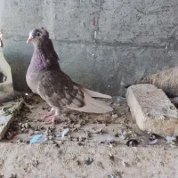 کفتر گرفتنی تیر ماهی|پرنده|قم, کیوانفر|دیوار