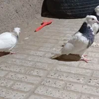 کبوتر نر|پرنده|نهبندان, |دیوار