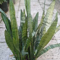 برگ انجیری|گل و گیاه طبیعی|بندر انزلی, کوی واحدی|دیوار