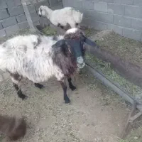 میش مفت مفت