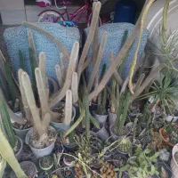 کاکتوس
