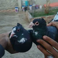 کبوتر ‌پلنگ