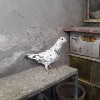 نر سوسکی سبز هوایی