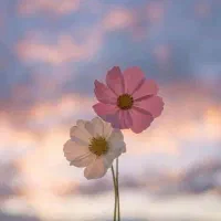 پارتنر مکالمه زبان