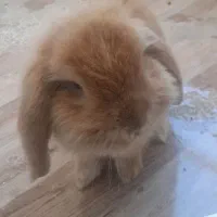 خرگوش باهوش و نژاد دار