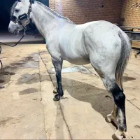 اسب|اسب و تجهیزات اسب‌سواری|کهریزک, |دیوار