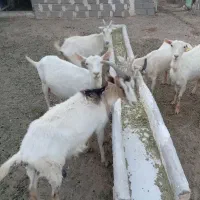 بزسانن