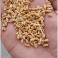 گندم پیشگام