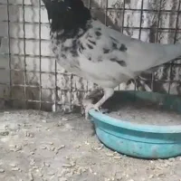 کفترکله ای تیدی|پرنده|خاش, |دیوار