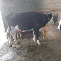 گاو گوساله تلیسه شکم اول سیمنتال درجه1|حیوانات مزرعه|تبریز, |دیوار