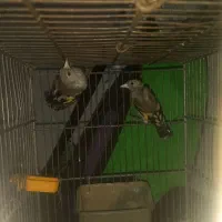 دوتا جوجه سهر نر