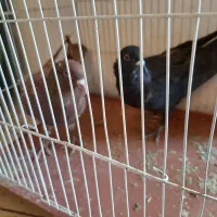 8عدد کبوتر خوب