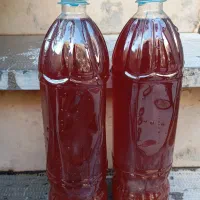 آبغوره امسال خوشرنگ