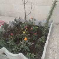 باغبانی گلکاری هرس کردن کود نهال شخم در تمام نقاط