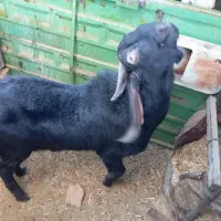 چپیش بز نر|حیوانات مزرعه|ابرکوه, |دیوار