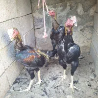 جوجه و خروس لاری ومرغ لاری|حیوانات مزرعه|تبریز, |دیوار