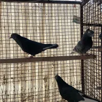 کبوتراصیل تیپلر انگلیسی|پرنده|تهران, شهرک آزادی|دیوار