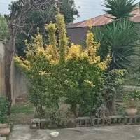 فروش-زمین-381متری-تجاری-مسکونی-بلوار-شورا