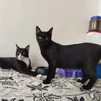 واگذاری رایگان