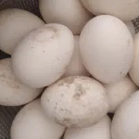 تخم بوقلمون نطفه دار