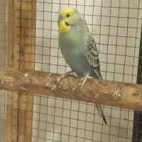 مرغ عشق نر سالم ۵ماهه جفت نخورده