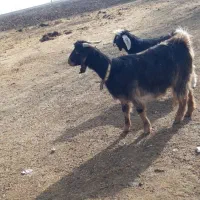 بز سه شیره|حیوانات مزرعه|ماهیدشت, |دیوار