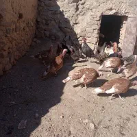 سلام 62قطعه بوقلمون ماده یکساله کیلویی 290تومان