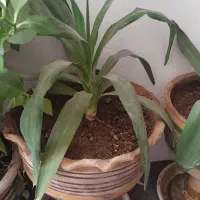 گل اپارتمانی|گل و گیاه طبیعی|مشهد, کلاکوب|دیوار