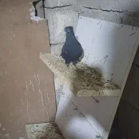 کبوتر|پرنده|مسجد سلیمان, |دیوار