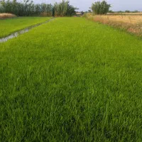 زمین کشاورزی