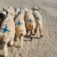 ۱۲راس بره نر قلمدار|حیوانات مزرعه|جیرفت, |دیوار