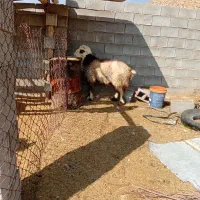 بره قوچ