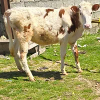 تلیسه سیمینتال (لیشه/گوساله ماده)