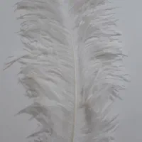 شاه پر شترمرغ