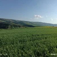 گندم بذری کوهدشت