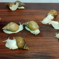 فروش فوری حلزون‌ آچاتینا آلبینو قیمت خیلی پایین|خزنده|قم, باغ شریفی|دیوار