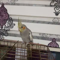 عروس هلندی زیبا