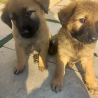 سگ ژرمن و سرابی مادر ب همراه ۵ بچه